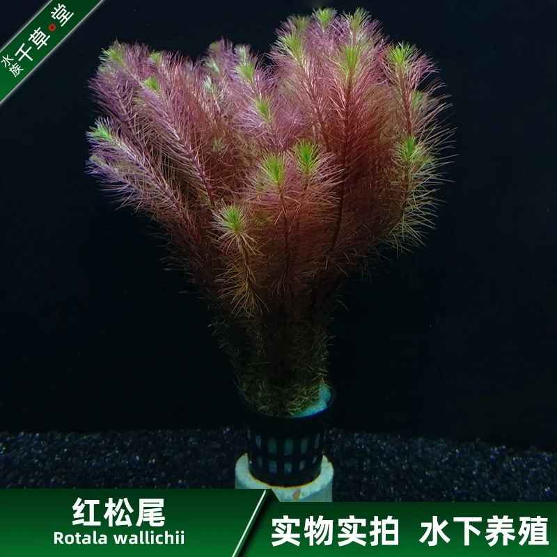 千草堂水族水草缸鱼缸装饰造景后景草坨草淡水活体植物包邮红松尾