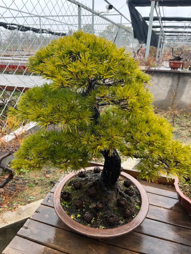 盆景盆栽包邮到家