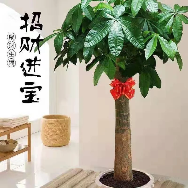 发财树盆栽植物室内办公室客厅盆径开业送礼