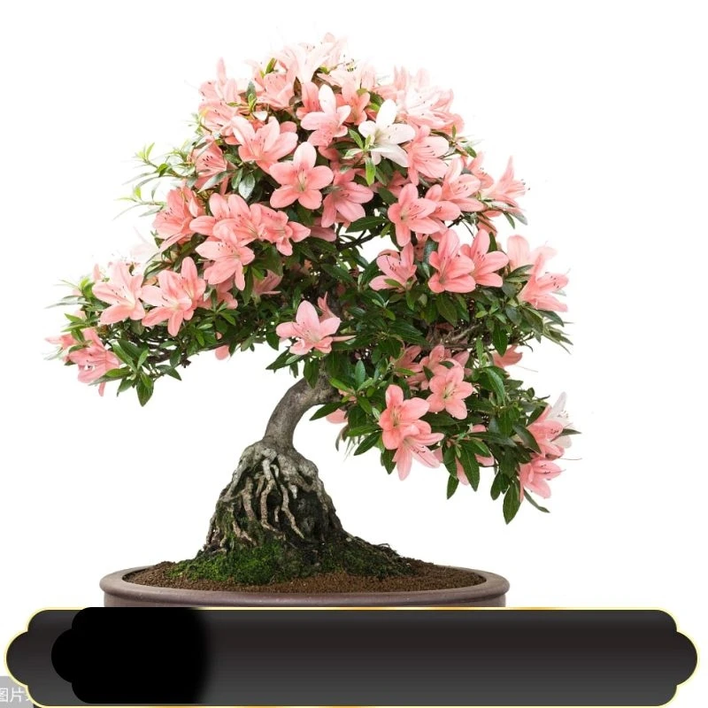 盆景老桩【思特花卉一物一拍】好养四季植物