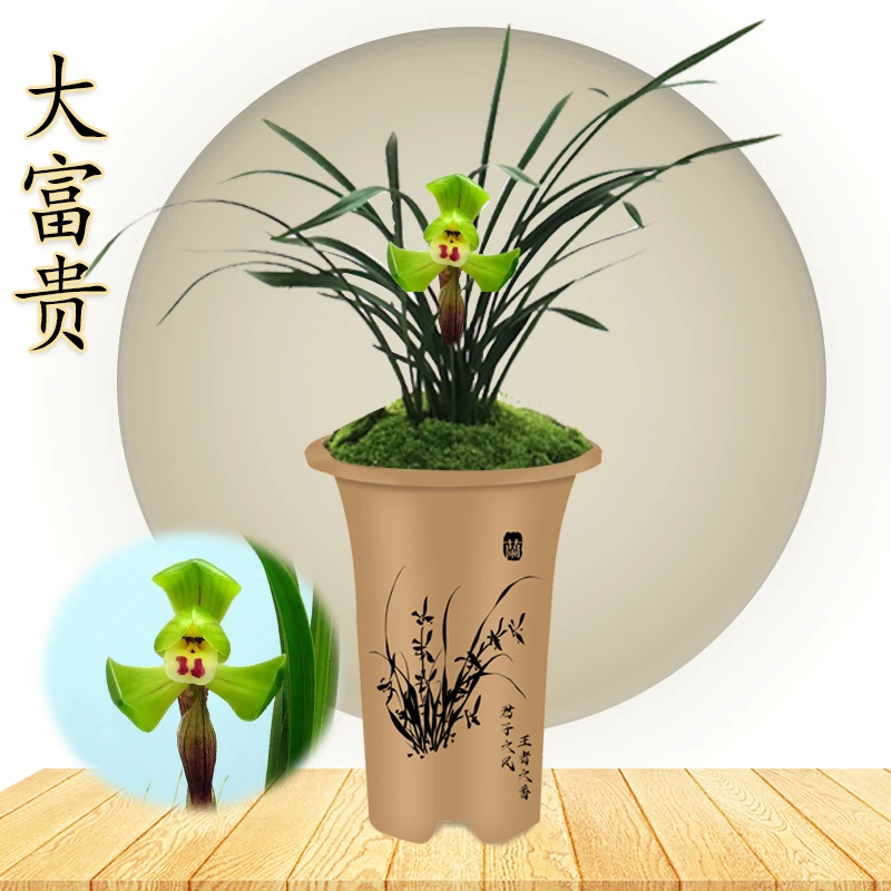 QINXIANMEI/沁鲜美春兰荷瓣老种 大富贵（10月—2月带花苞）绿植花卉