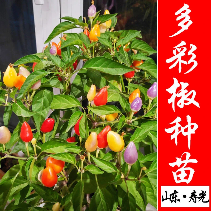 盆栽多彩辣椒种子朝天椒小尖椒观赏食用七彩泡椒四季种籽阳台蔬菜