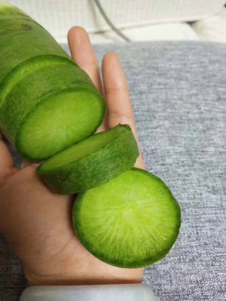 天津沙窝水果萝卜翠绿甜