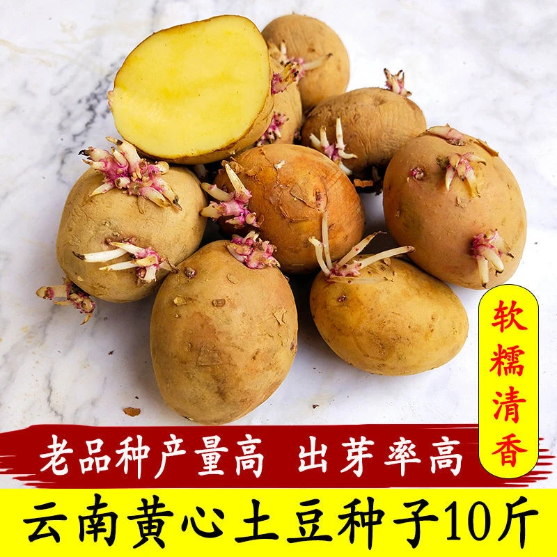 云南种植苗黄心土豆种子黄皮老品种红皮大洋芋马铃薯种子新鲜种孑