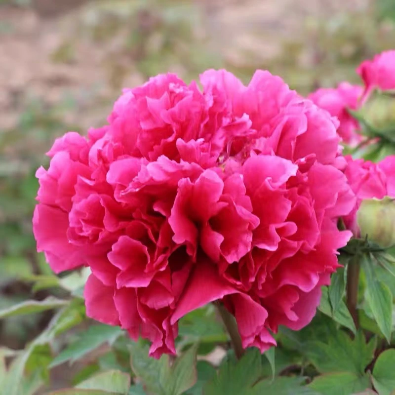 菏泽正宗精品牡丹花品种花王