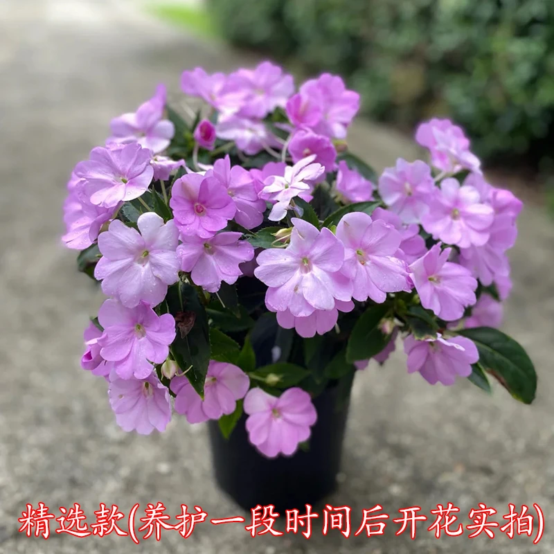 凤仙花盆栽四季好养活开花阳台庭院植物多年生花期长耐晒耐热植物