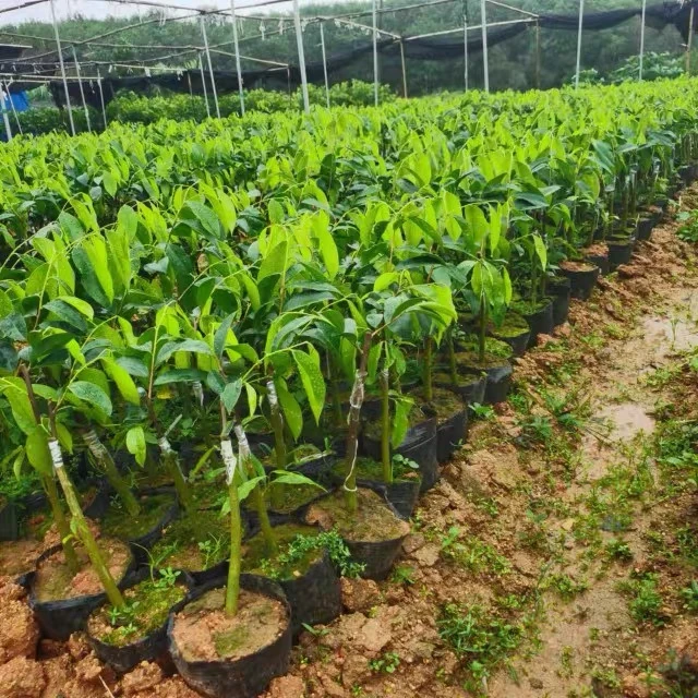 奇楠优质小苗苗盆栽金沙叶，九份，香霸，树心油