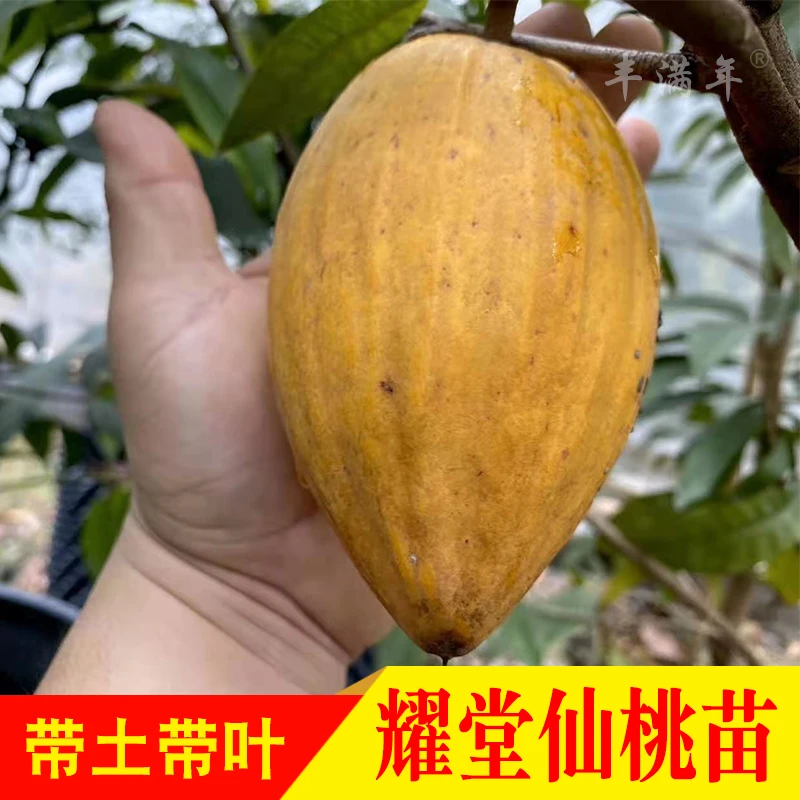 四季耀堂大果仙桃蛋黄果树苗 鸡蛋果嫁接苗盆栽庭院种植载种