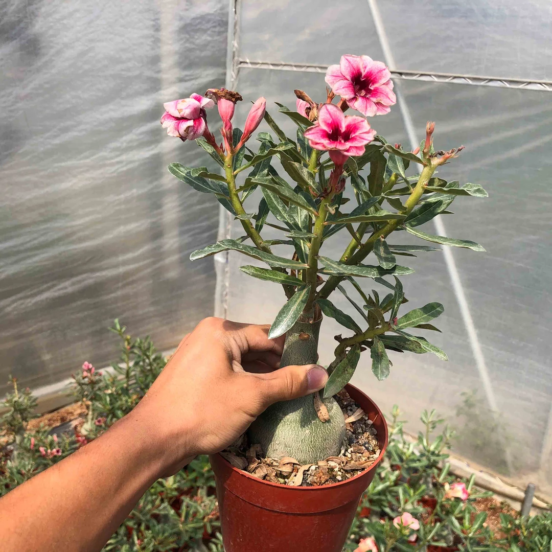 沙漠玫瑰嫁接3年苗多瓣易开花根部直径5厘米左右