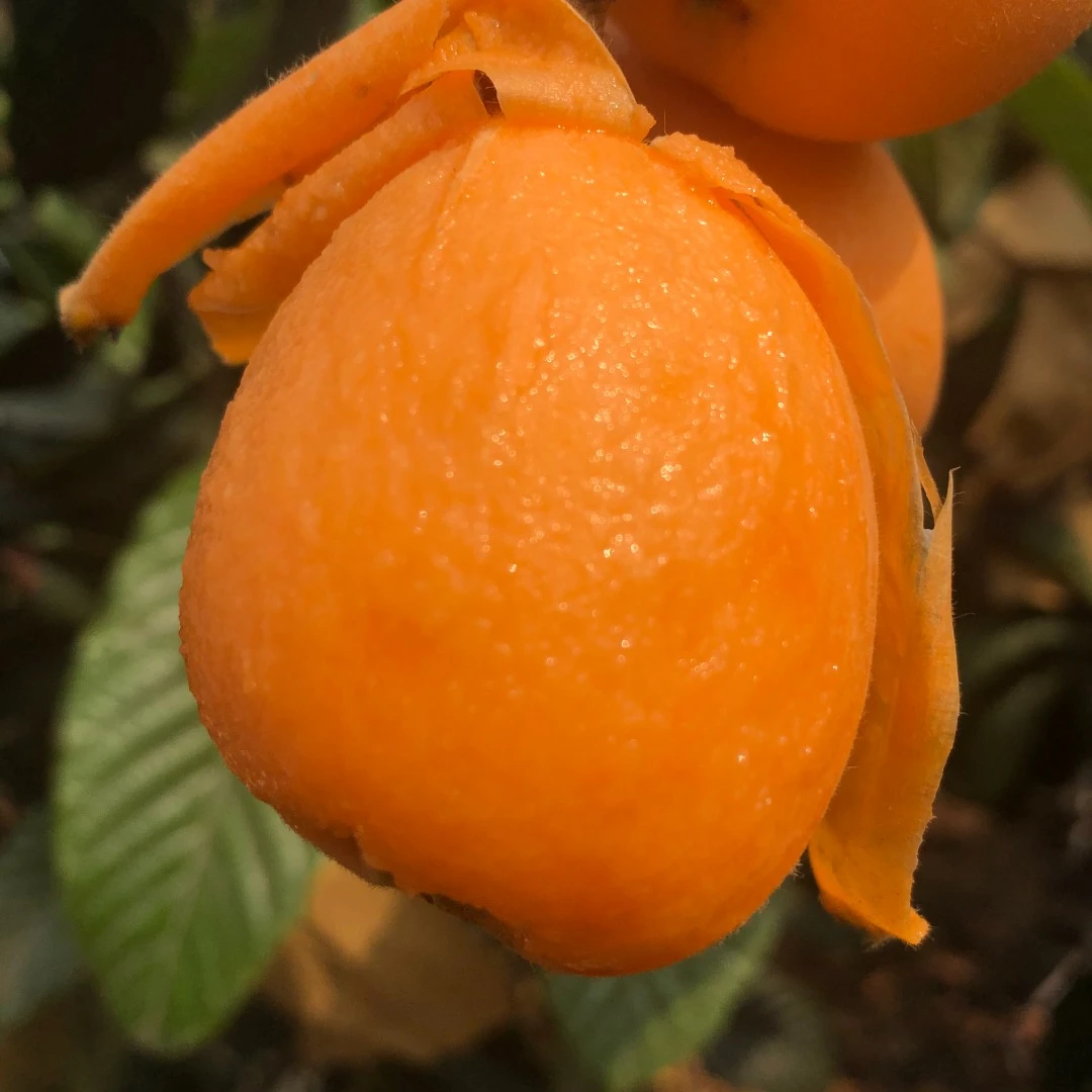 【顺丰包邮】四川雅安汉源正宗大五星枇杷新鲜应季水果3斤起包邮