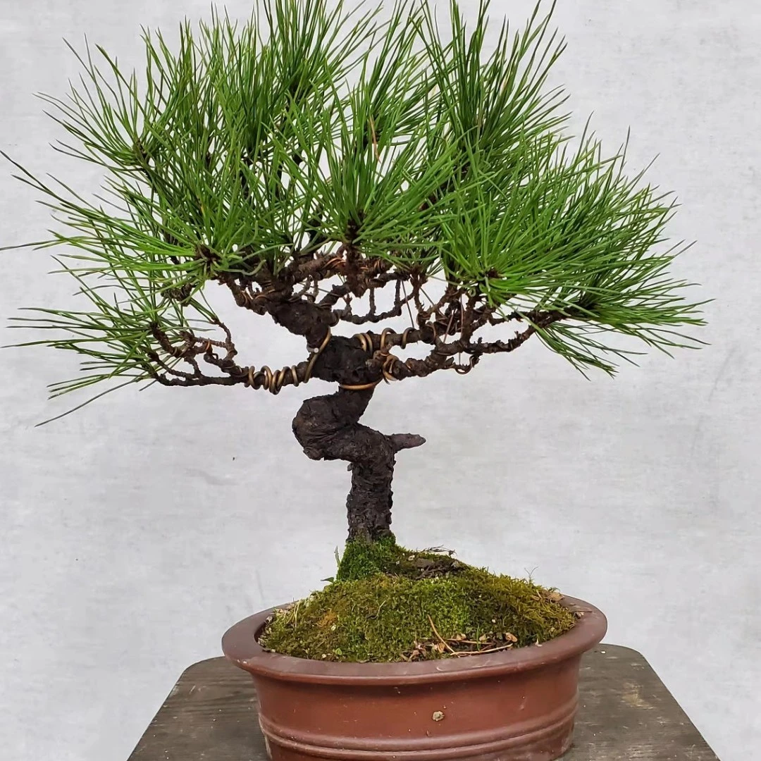 文人墨客黑松盆景老桩室内盆栽