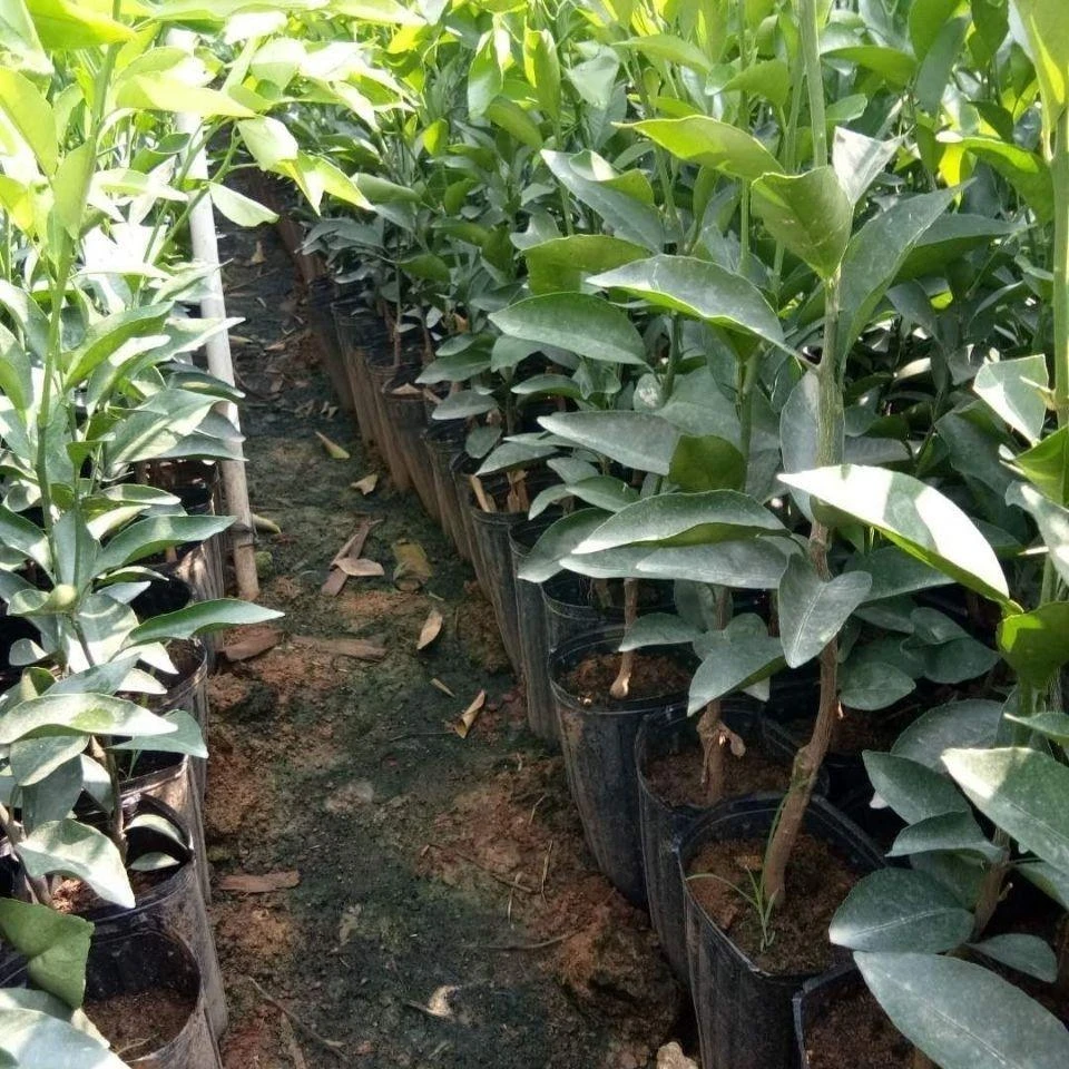 正宗无核沃柑苗盆栽