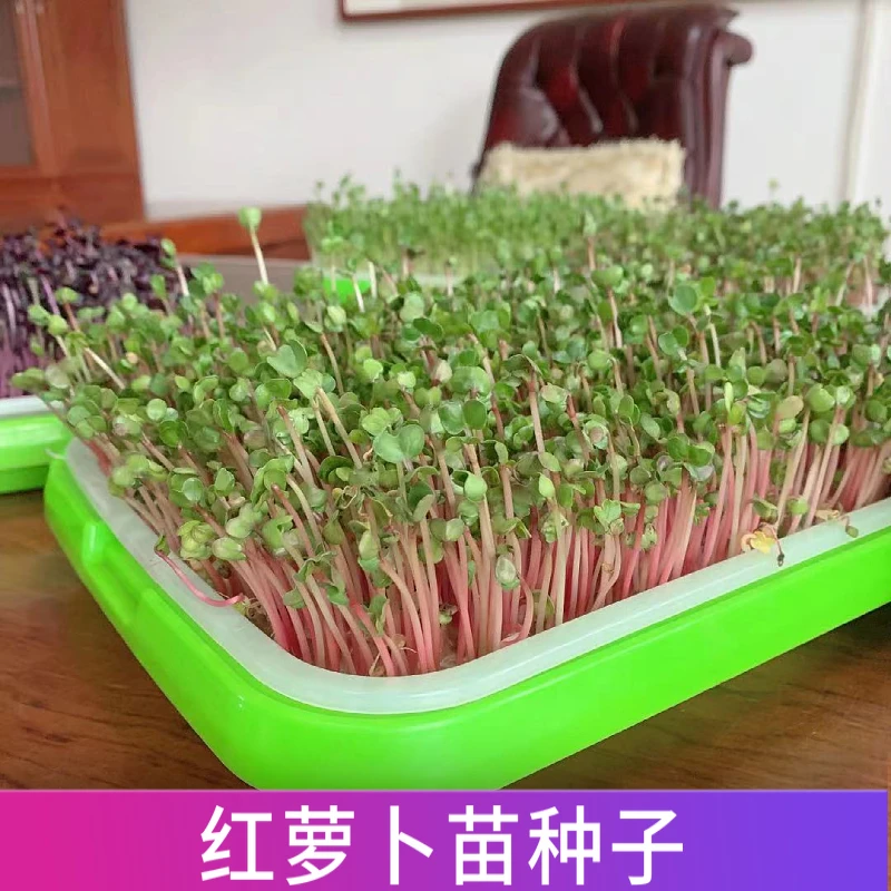 乐众青山紫萝卜苗芽苗菜种子