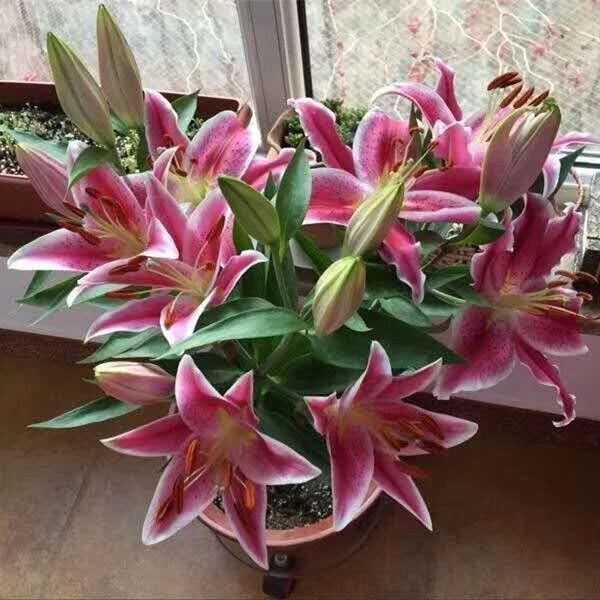 【带花苞发货】香水百合室内盆栽浓香花卉观花植物原盆原土发货
