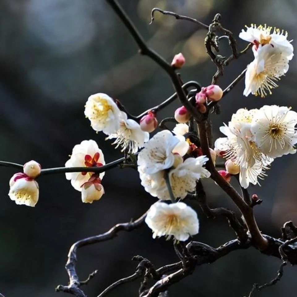 梅花盆栽庭院种植浓香型龙游梅盆栽地栽带土发货