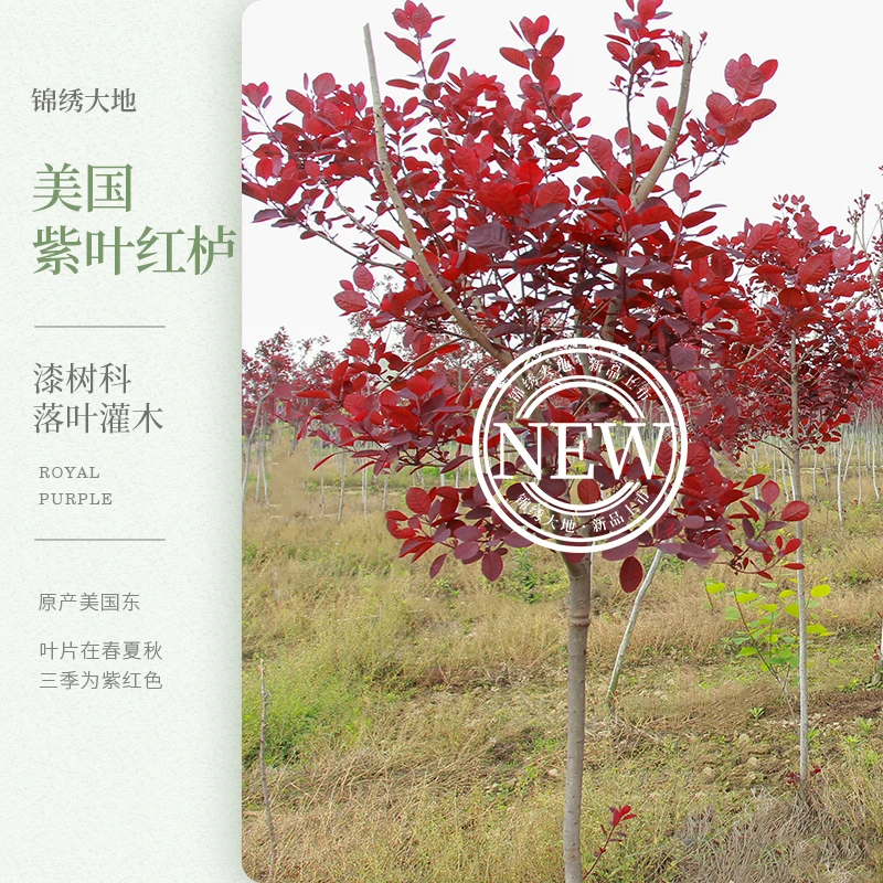 优质正宗 美国紫叶红栌 三季叶片紫红 四季可移栽 彩叶树种