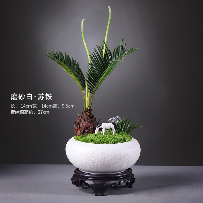 铁树小盆栽盆景北欧桌面创意绿植苏铁花卉植物室内花好养带盆栽好