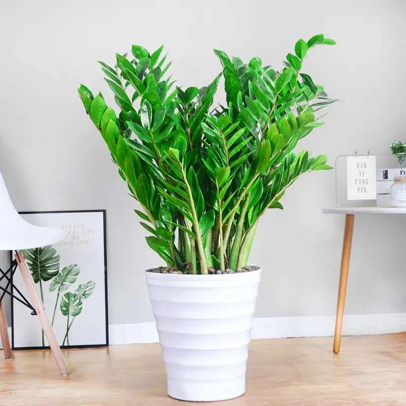 金钱树盆栽摇钱树花苗发财树花卉盆室内绿植物客厅办公室桌面盆景