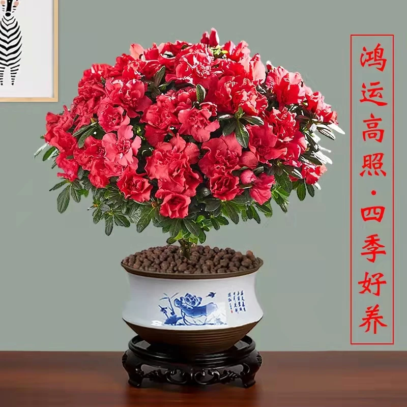 盆栽杜鹃花（包邮）