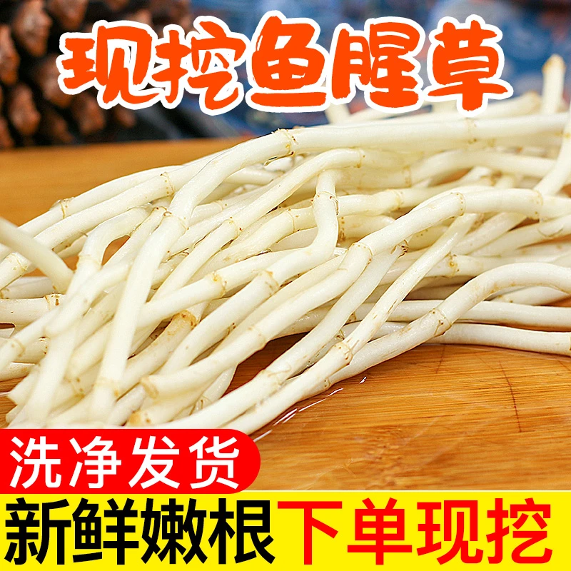 【小明正能量】鱼腥草新鲜折耳根现挖湖北500g/2500g节节根农家蔬菜