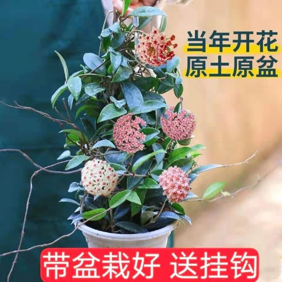 四季球兰盆栽球兰花苗大苗球形花卉球兰花室内爬藤花卉吊兰盆栽