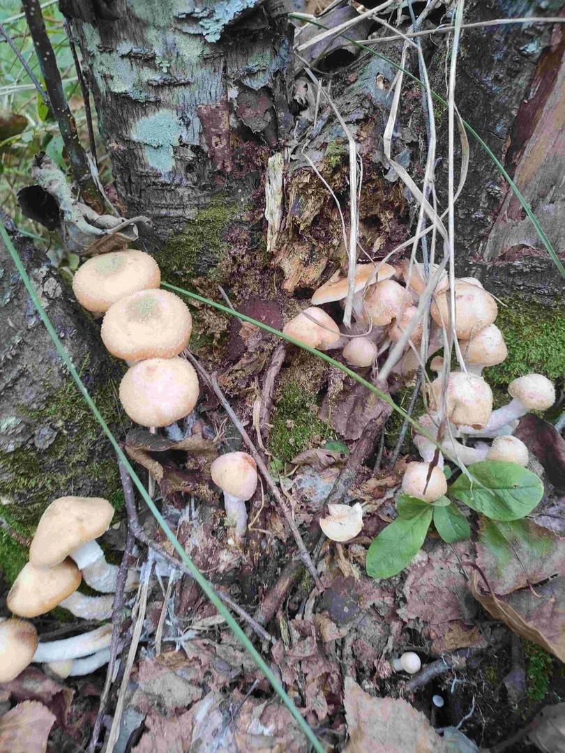 大兴安岭野生鲜榛蘑（热水烫一下发货）500克包邮