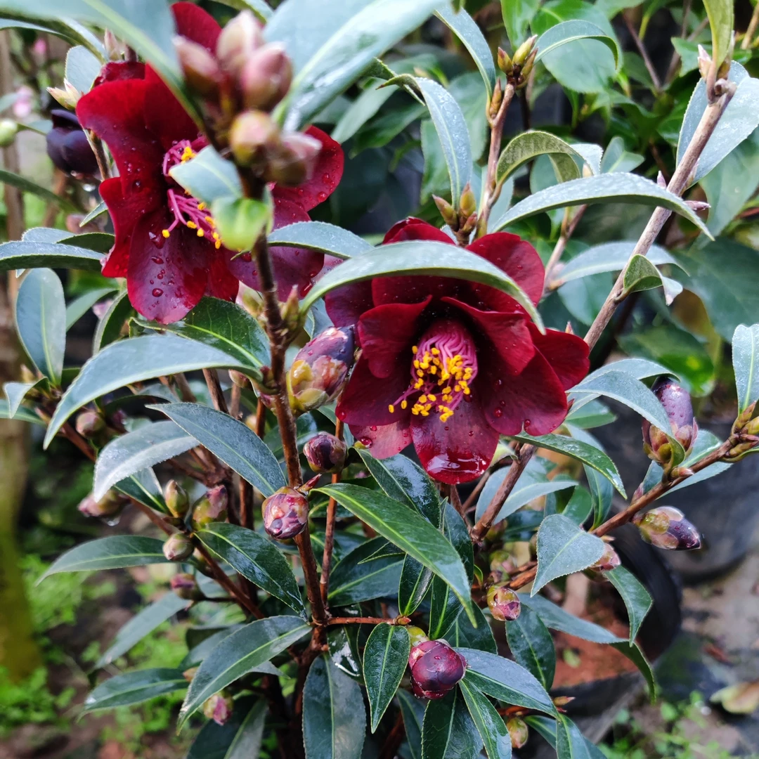茶花黑骑士花开黑紫红色