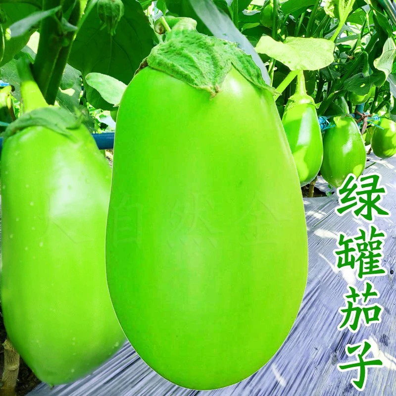 绿茄子种子绿罐茄种籽水果绿茄春夏秋季盆栽庭院蔬菜种子四季简单