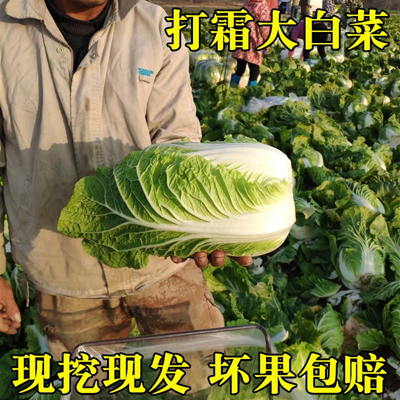 大白菜湖北天门打霜大白菜农家自种现挖现发应季新鲜蔬菜4-5斤