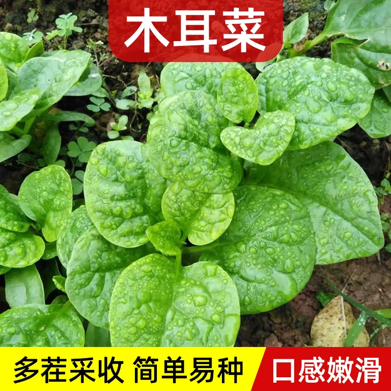 大叶木耳菜种子小青菜阳台盆栽菜种蔬菜种籽四季种植秧孑夏季菜苗