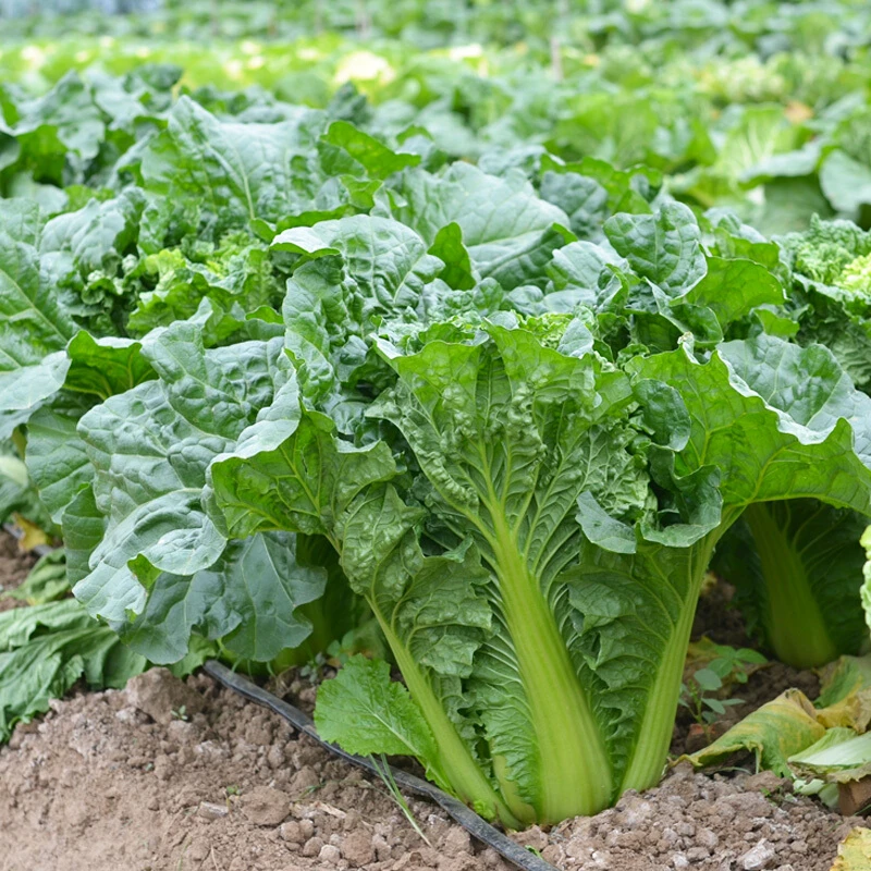青麻叶白菜种子高桩直筒大白菜种籽青口高产结球白菜中早熟杂交菜