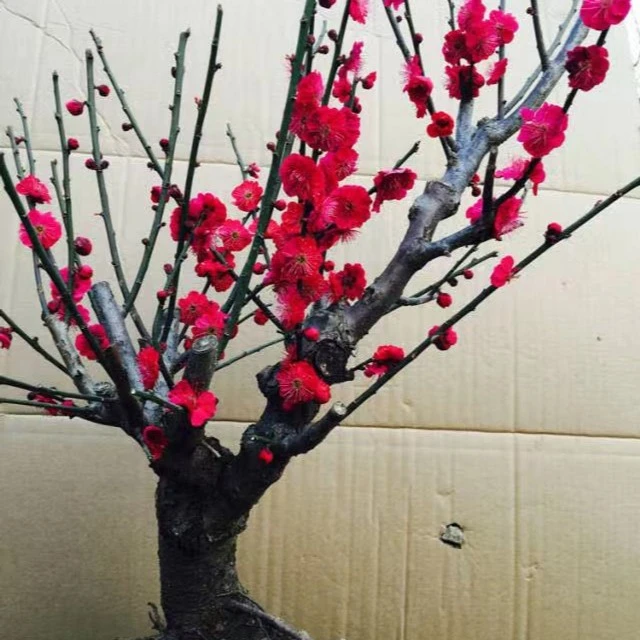 梅花盆景一物一拍
