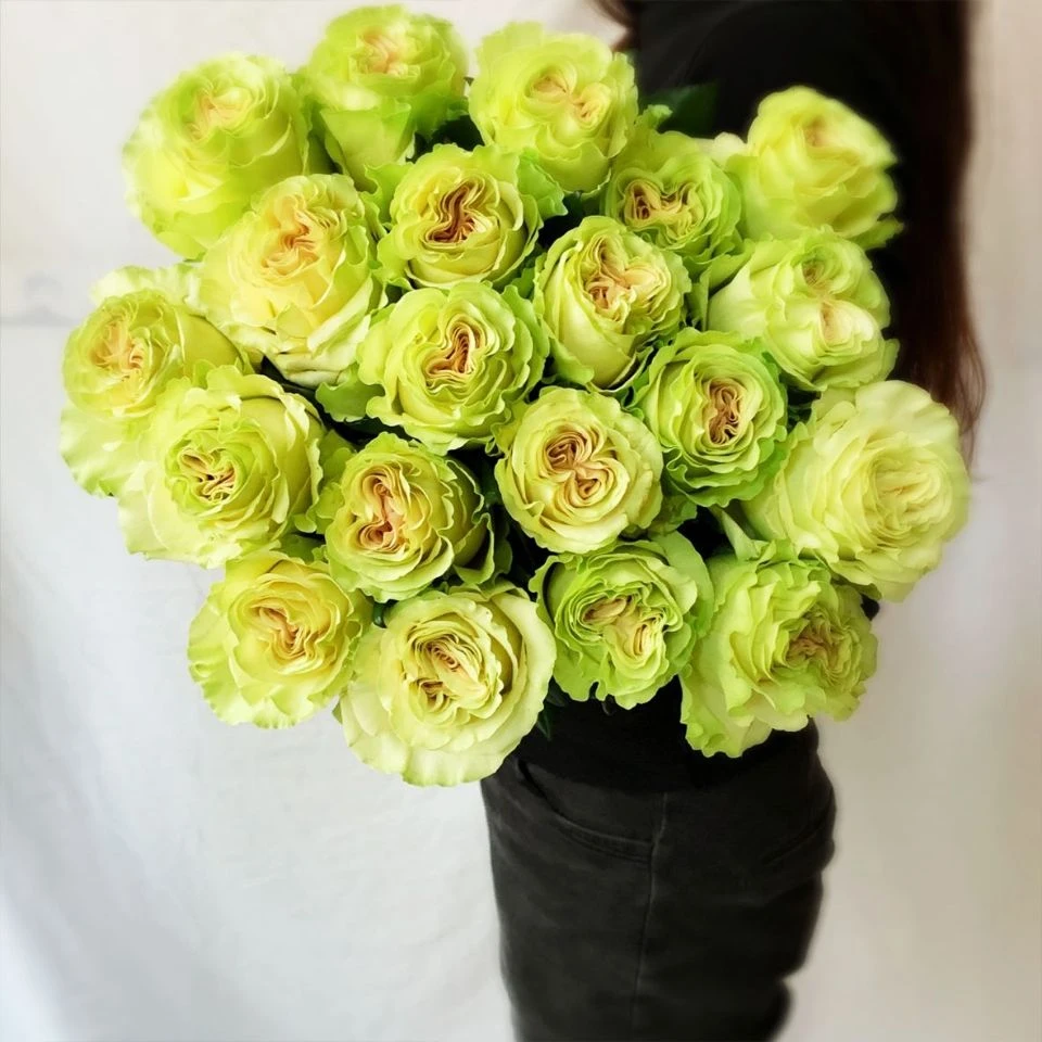 新品琉璃翠切花玫瑰花苗庭院阳台室内月季花卉渐变绿色多季开花