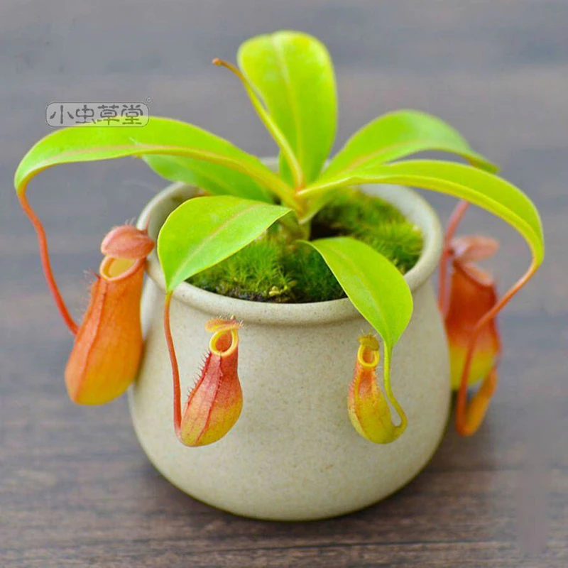 红瓶猪笼草食虫植物小盆栽食虫草堂驱蚊草捕蝇草红宝石虎克盖亚