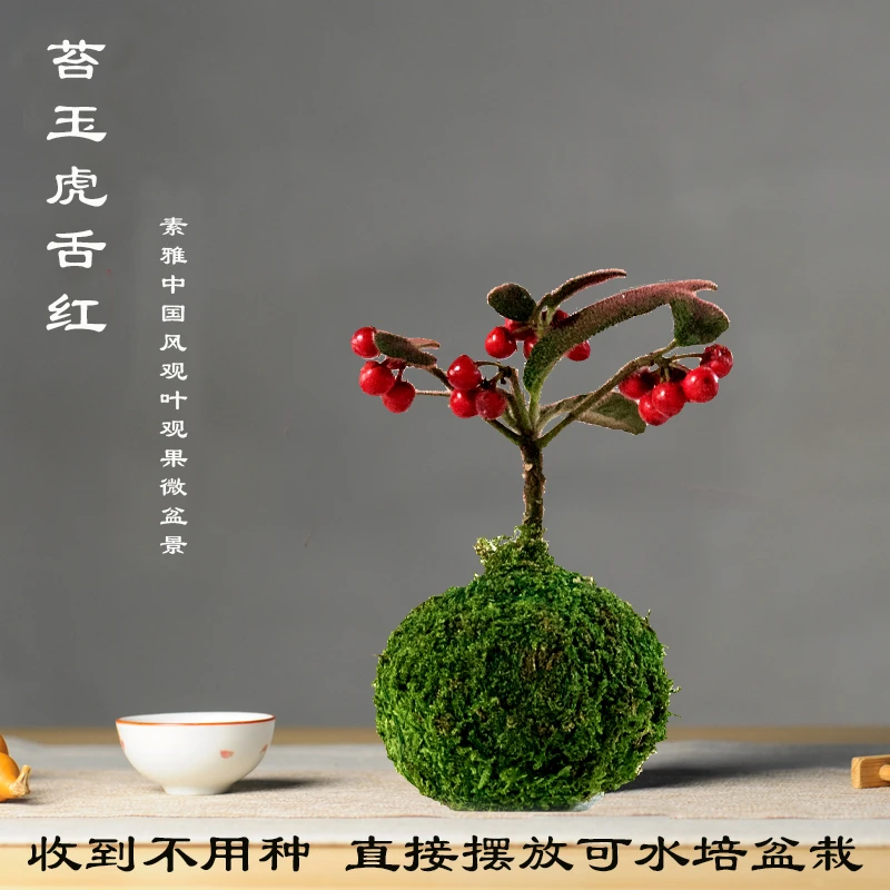 春杰兰艺带果发货虎舌红苔藓球盆栽室内好养观叶观果净化空气盆栽