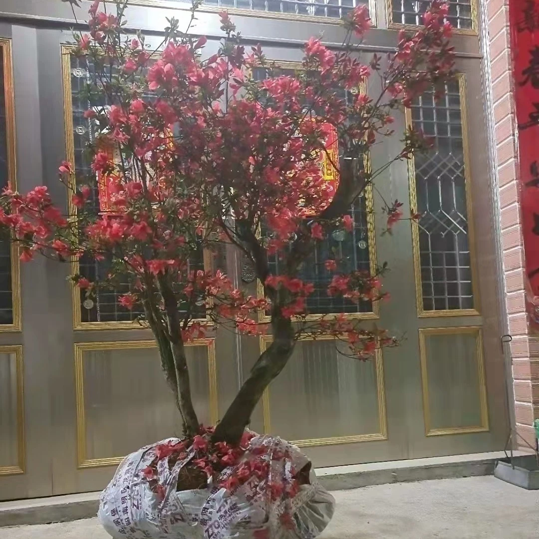 精品映山红盆景  1.2米
