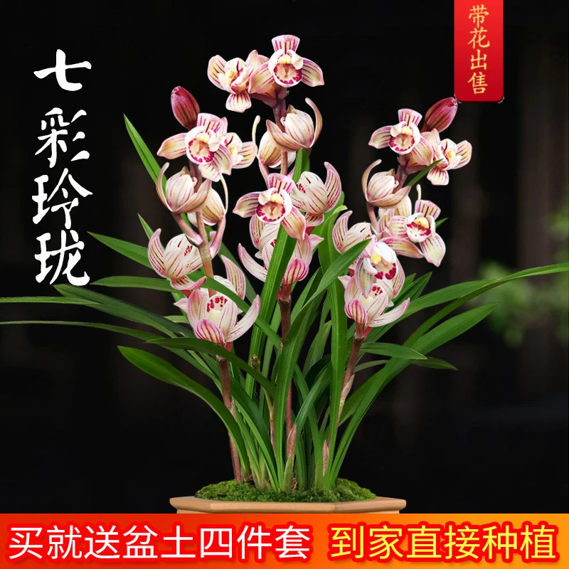 七彩玲珑 带多花带盆 刘阁兰花苗 建兰荷瓣有香味的花卉绿植盆栽