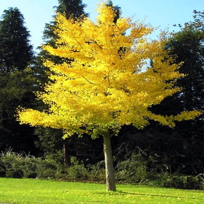 银杏树苗白果活苗庭院占地绿化苗木风景树金叶银杏小苗南北方种植