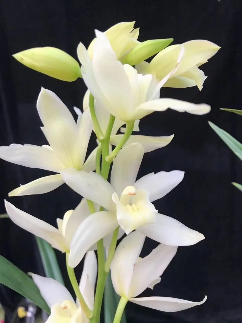 建兰雪美人，开花浓香。每年6-12月开2-4次花。