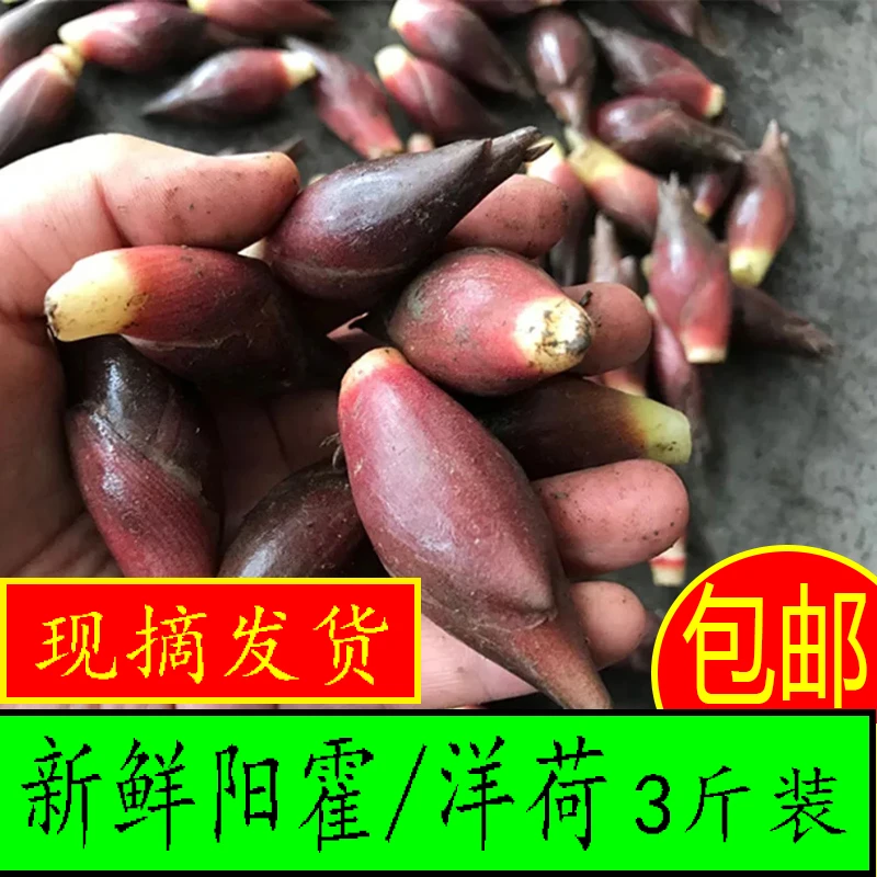 洋荷姜阳荷姜新鲜3斤野生洋河阳和姜洋火阳藿洋荷洋胡姜蔬菜包邮