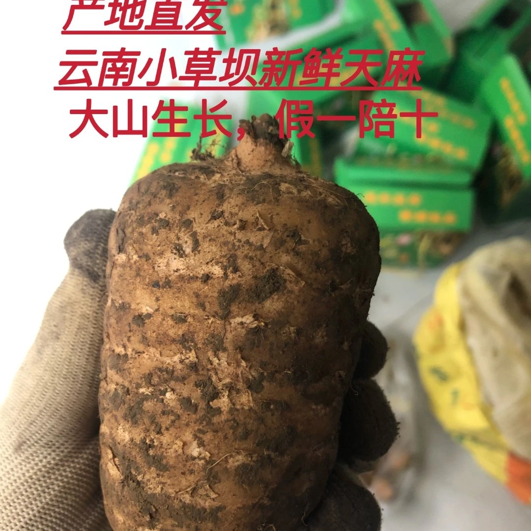 云南昭通小草坝新鲜天，麻4个一斤（大果）拍3斤送半斤拍4斤送1斤