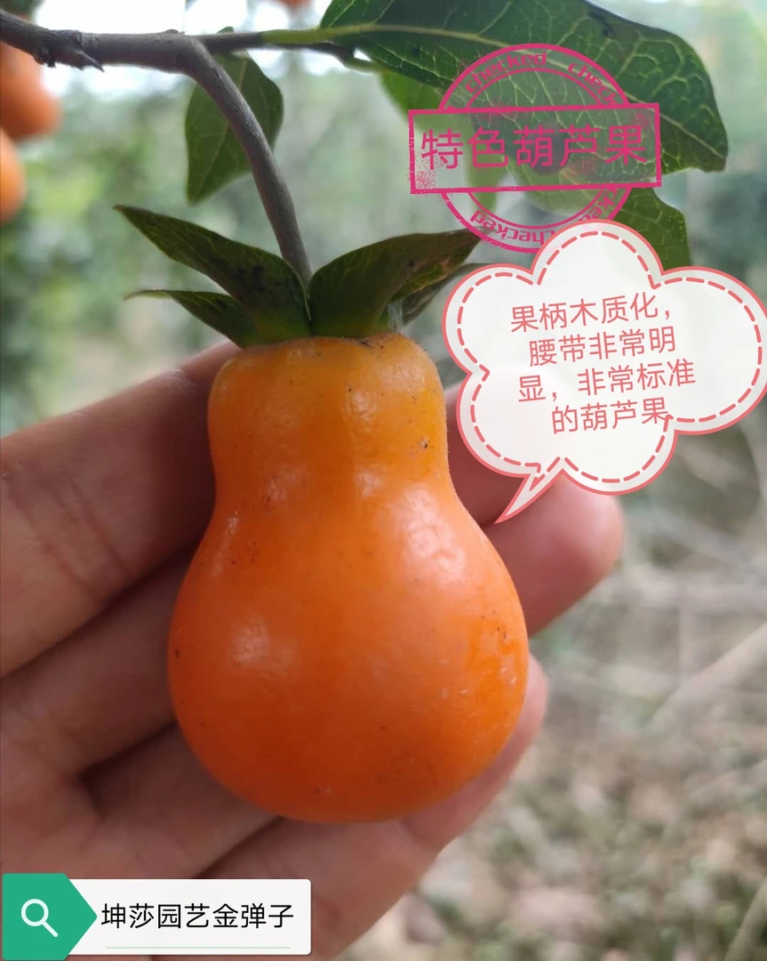 金弹子  特色葫芦果  绿植盆景素材 嫁接桩随机发货