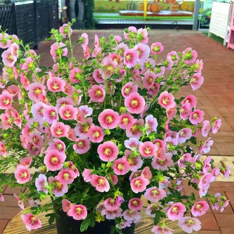 小木槿棒棒糖养护优雅小木槿微草莓盆栽阳台庭院四季丰花粉色花卉-2