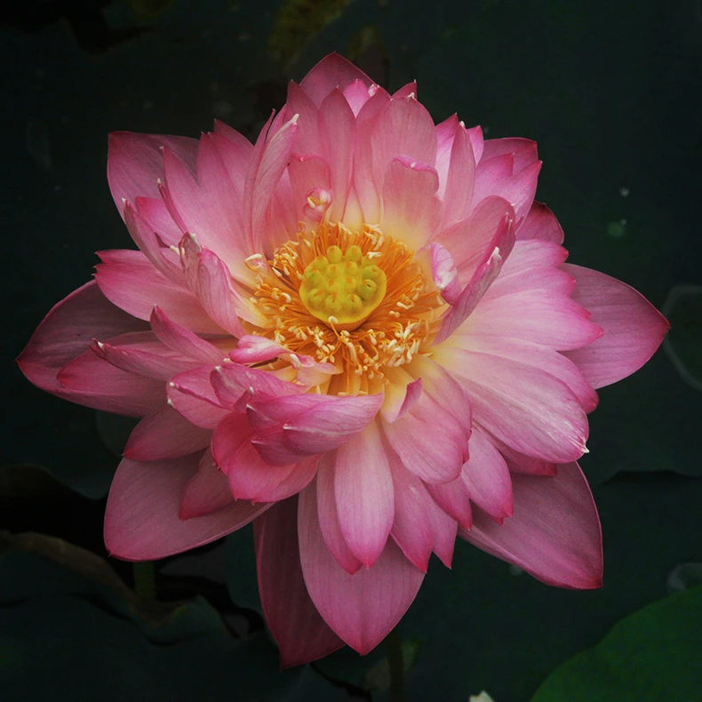 大足红莲太空育种荷花大型重瓣观赏荷花池塘水养盆栽 5装庭院花瓣