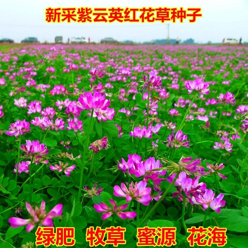 紫云英种子红花草籽果园绿肥养蜂蜜源绿化花海芽苗菜籽10斤包装