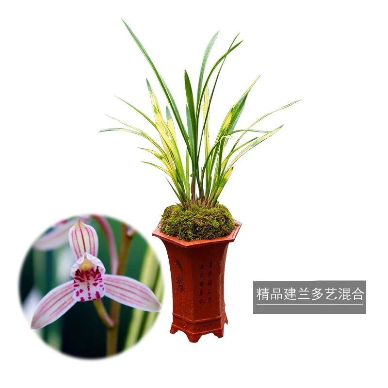 兰花建兰山水画带艺浓香室内外绿植花卉好养