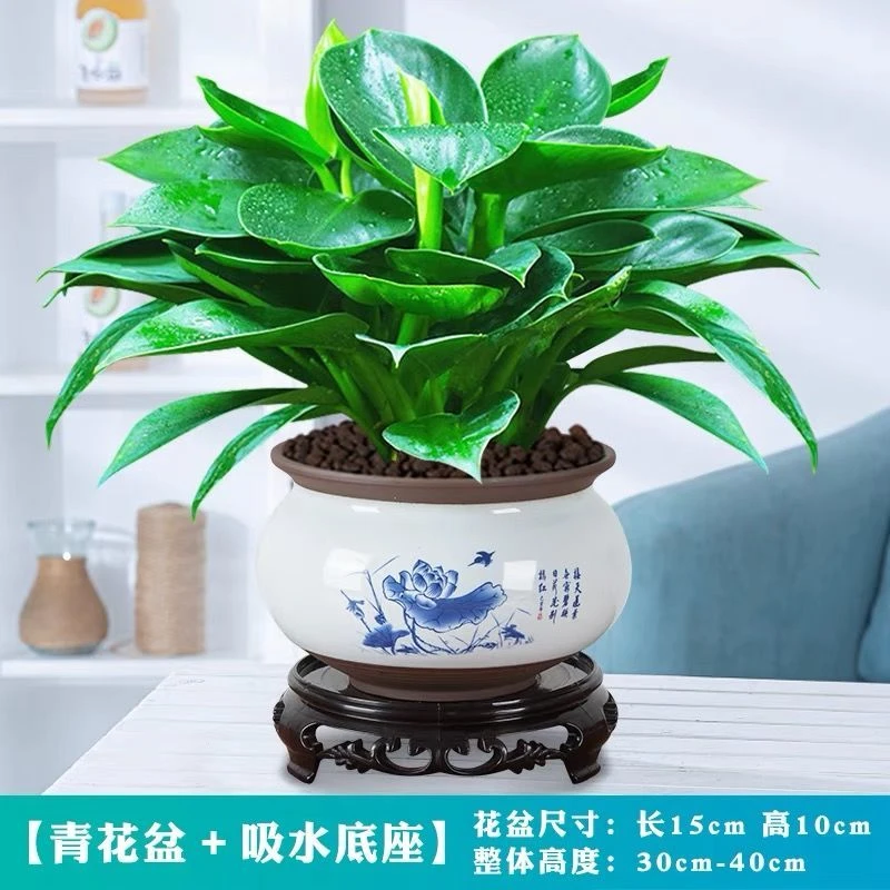 绿公主盆栽花卉金钻植物室内花四季常青美观树苗客厅办公桌面绿植