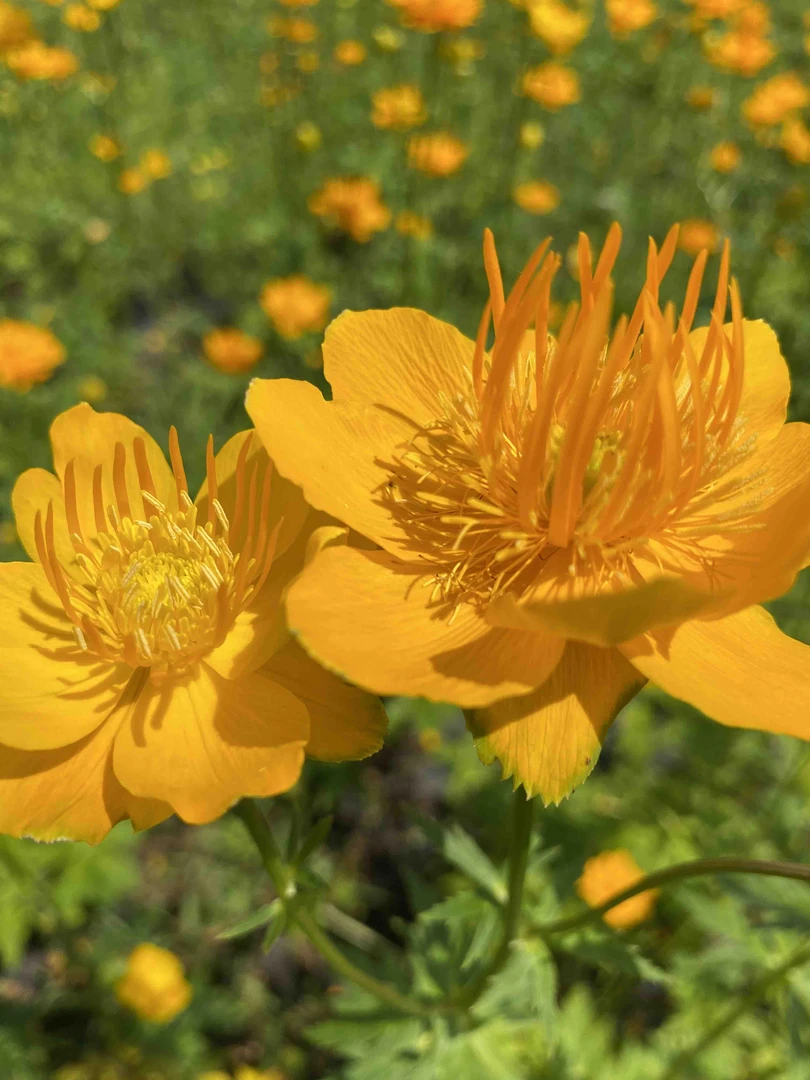 大兴安岭山上采的金梅草100克