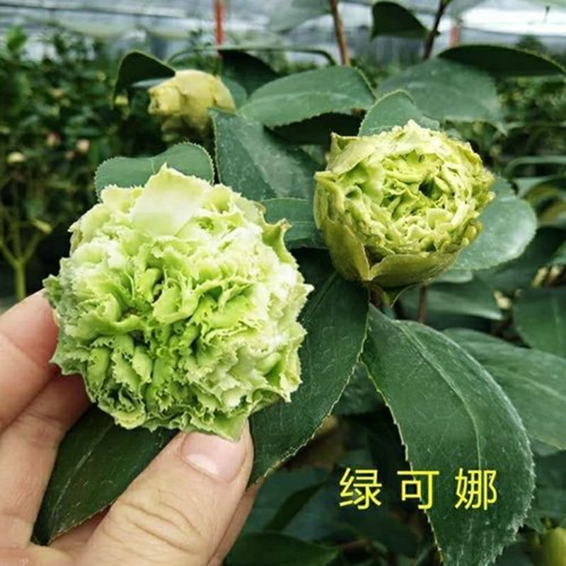 绿可娜茶花苗盆栽绿云绿色山茶皇后珍贵品种阳台绿植带花苞
