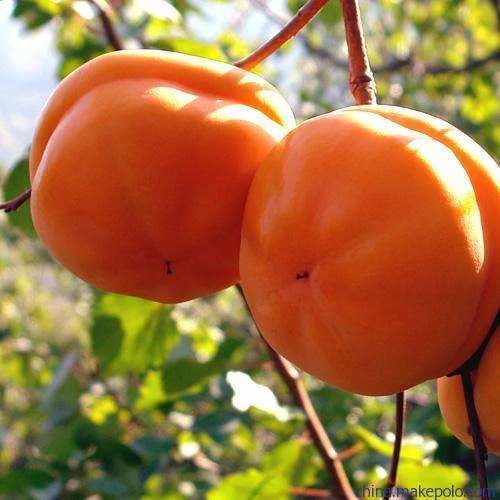 【冻柿子】东北特产大冻柿子磨盘柿子5斤冷冻柿子批发